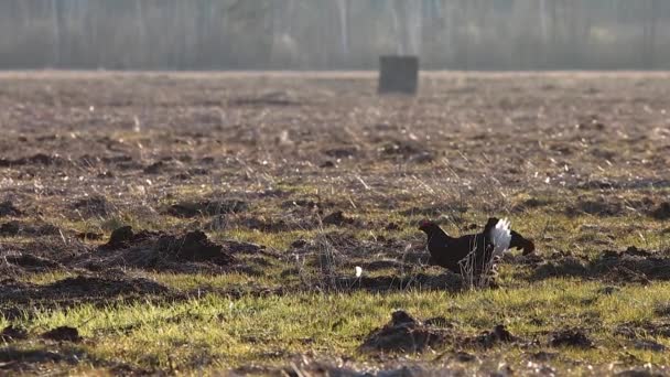 Svart Ripa Avel Lek Kamp Tidigt Morgonen — Stockvideo