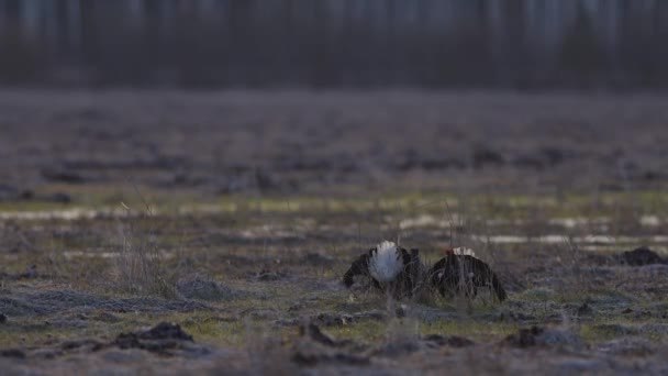 大清早 黑斑斑斑的繁殖地打斗 — 图库视频影像