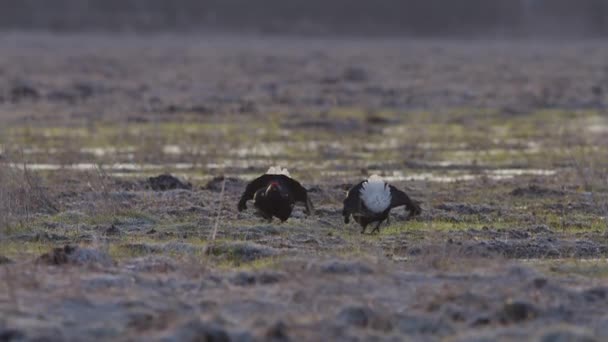 Svart Ripa Avel Lek Kamp Tidigt Morgonen — Stockvideo