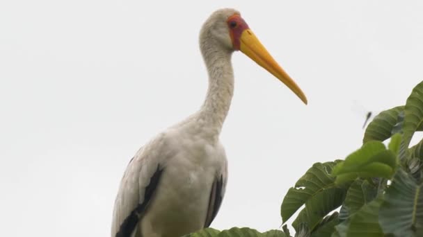 Close Shot Face Yellow Billed Stork Africa — Stock video