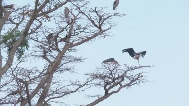 Een Wijd Schot Van Marabou Ooievaars Hoog Een Tak Een — Stockvideo