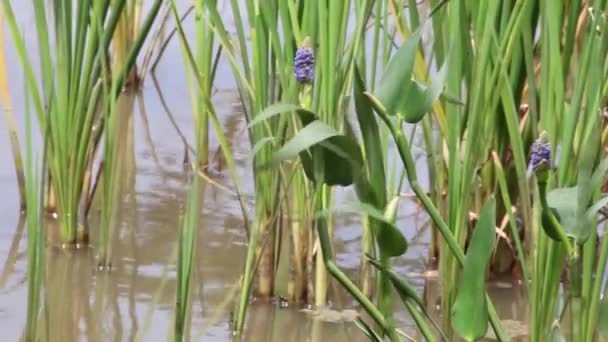 Fleurs Violettes Par Barrage Sur Fond — Video