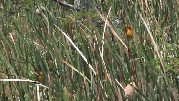 Yuvalarının Olduğu Sazlıklara Tünemiş Iki Erkek Sarı Kırmızı Dokumacı Kuş — Stok video