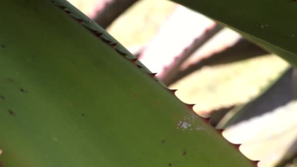 Κοκκινιστή Μύτη Aloe Thorns Στο Παρασκήνιο — Αρχείο Βίντεο
