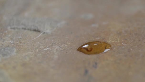 トンボ一滴の水の中の幼虫 — ストック動画