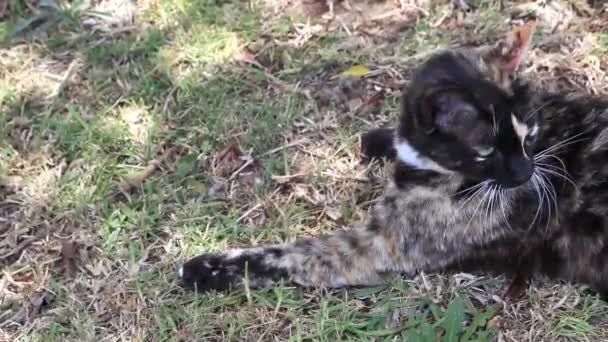 Curioso Gato Shell Tartaruga Olhando Redor Enquanto Deitado Grama Dia — Vídeo de Stock