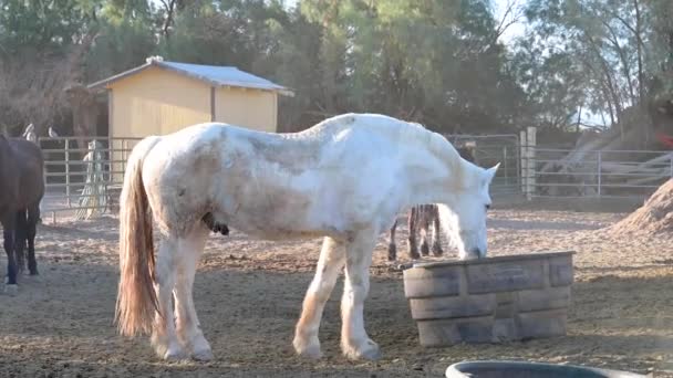 아름다운 말들은 색깔로 주위에 울타리가 농장에서 식사를 — 비디오