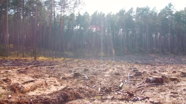 Deforestación Campo Forestal Segundo Plano — Vídeos de Stock