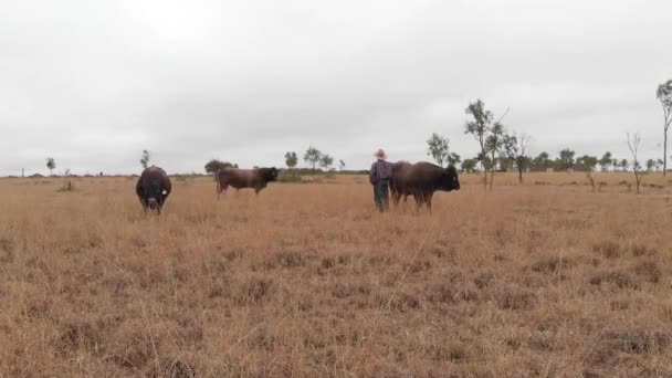 Agricultor Entre Ganado Para Comprobar Ganado Está Sano — Vídeos de Stock