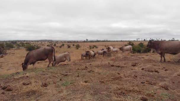 Het Vee Rust Naast Een Dam Iets Eten Drinken Outback — Stockvideo