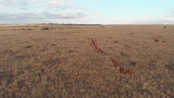 Happy Cattle Running Line Trough Paddock Shot Drone — Stock Video