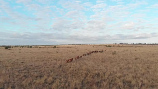 Happy Cattle Running Line Trough Paddock Shot Drone — Stock Video