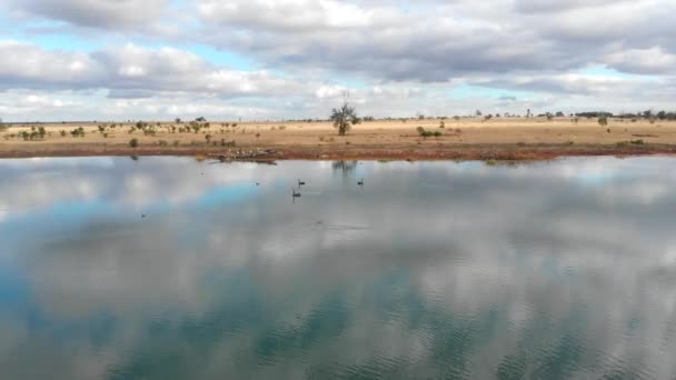 Três Cisnes Negros Estão Smimming Pequeno Lago Outback Austrália — Vídeo de Stock