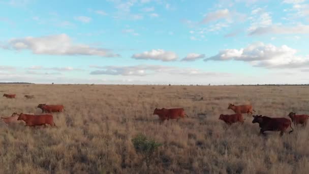 Cattle Running Morning Find Another Place Eat Shot Drone — Stock Video
