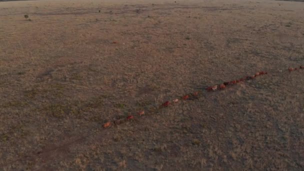 Happy Cattle Running Line Trough Paddock Shot Drone — Stock Video