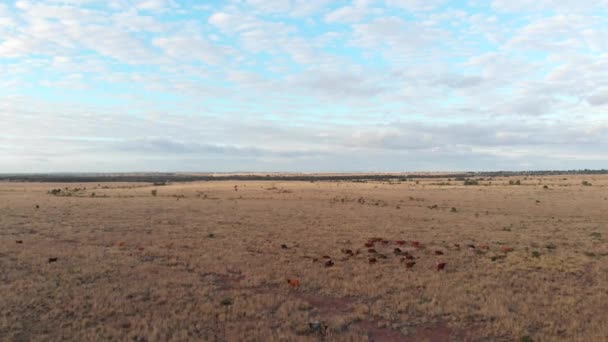 Birdseye Some Cows Strolling Arround Australia Outback — Stock Video