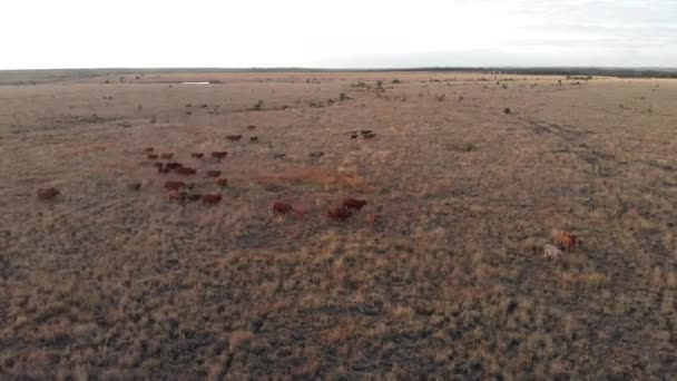 Ganado Está Corriendo Mañana Para Encontrar Otro Lugar Para Comer — Vídeo de stock