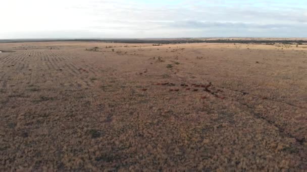 Cattle Running Morning Find Another Place Eat Shot Drone — Stock Video