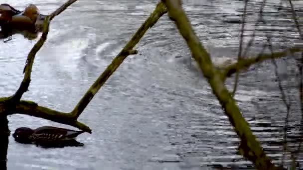 Beyaz Bir Dişi Ördek Gölün Yüzeyinde Yüzer Kanatlarını Sonuna Kadar — Stok video