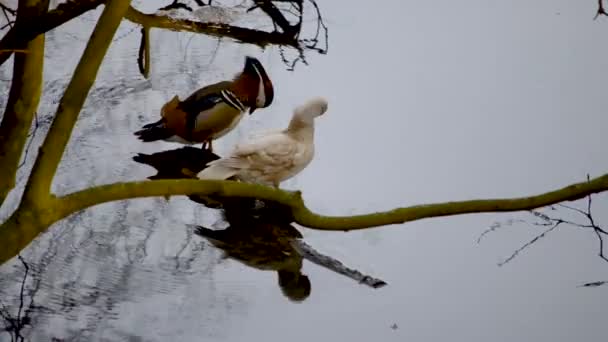 Renkli Mandalina Ördekleri Beyaz Dişi Ördekler Gün Batımında Uyumadan Önce — Stok video