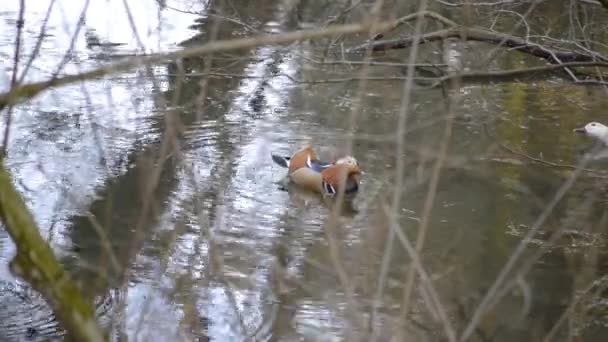 Colored Mandarin Duck Floating Surface Lake Watching Lens Camera — Stock Video