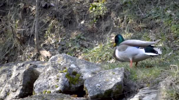Yeşil Başlı Renkli Erkek Ördek Büyük Gri Kayaların Arkasındaki Çimen — Stok video