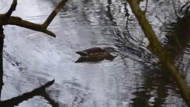 Pato Hembra Marrón Girando Superficie Lago Mientras Crea Anillos Vibración — Vídeo de stock