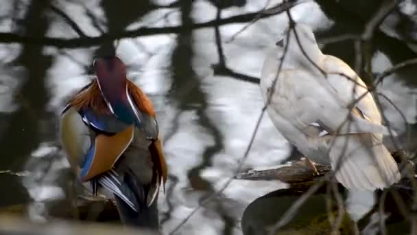 Kolorowa Kaczka Mandaryńska Biała Kaczka Odpoczywająca Brzegu Jeziora Przygotowująca Się — Wideo stockowe