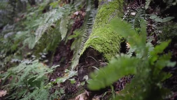 Oregon Vegetación Bosque Lluvioso Sobre Fondo — Vídeo de stock