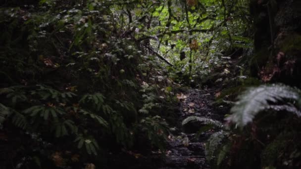 Foto Rastreamento Chão Floresta Tropical Oregon — Vídeo de Stock