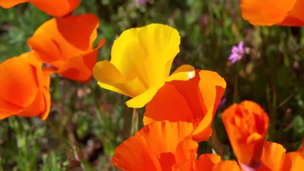 Golden Poppy Flower Blowing Wind Next Regular Orange Poppy Flowers — Stock Video
