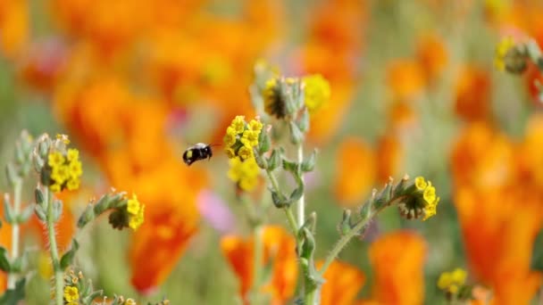 Tohle Zpomalený Záběr Opylujícího Květu Včel Makovém Poli — Stock video