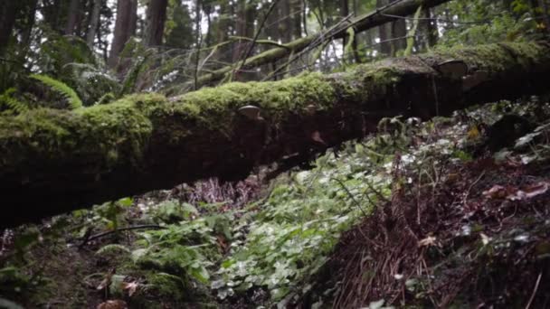 背景に雨の木の幹 — ストック動画