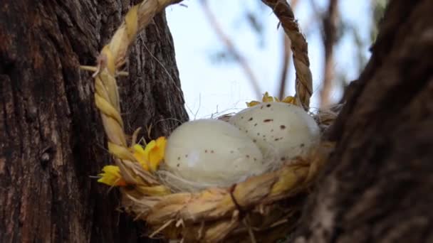 鹌鹑蛋在巢 复活节主题 鹌鹑巢 篮子里有两个蛋 树上开满了花 — 图库视频影像
