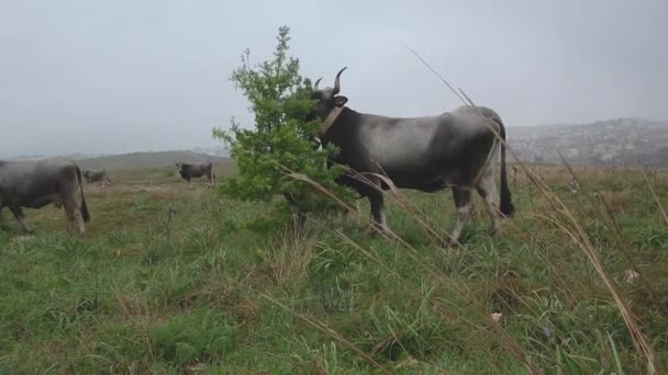 Efectivo Vacas Com Chifres Pastando Prado Primavera Com Matera Fundo — Vídeo de Stock