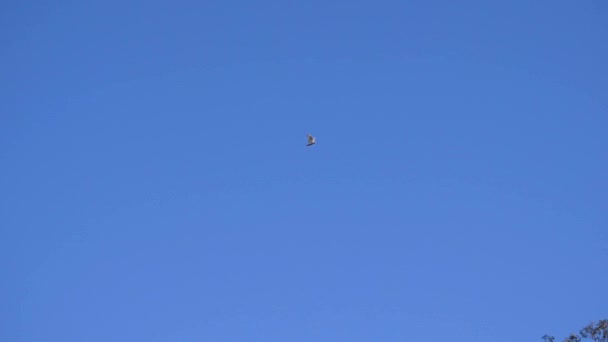 Cacatúa Volando Sobre Los Árboles Goma Río Rojo Cámara Lenta — Vídeos de Stock