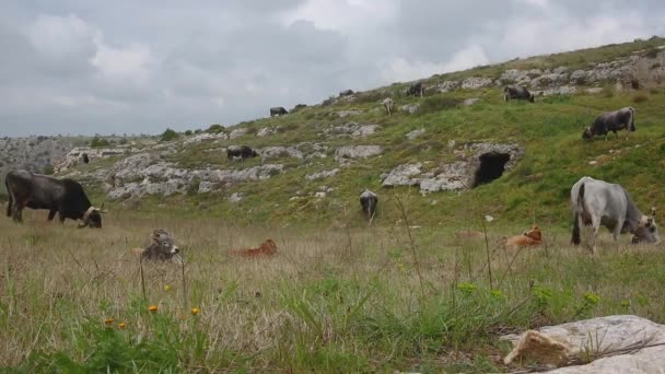 Krávy Telata Pastvinách Zamračený Den Skalnatý Úbočí Jižní Itálii — Stock video