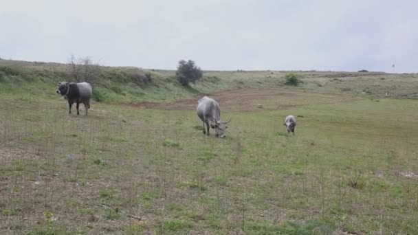 Vacas Pastando Prado Verde Primavera Pastos Del Sur Italia — Vídeos de Stock