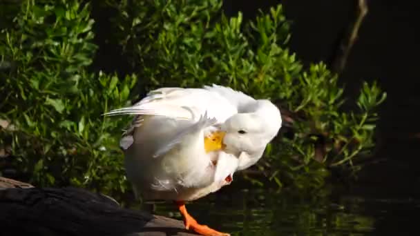 Pato Blanco Limpiando Sus Plumas — Vídeos de Stock