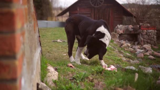 Собака Їсть Кістку Фоні — стокове відео