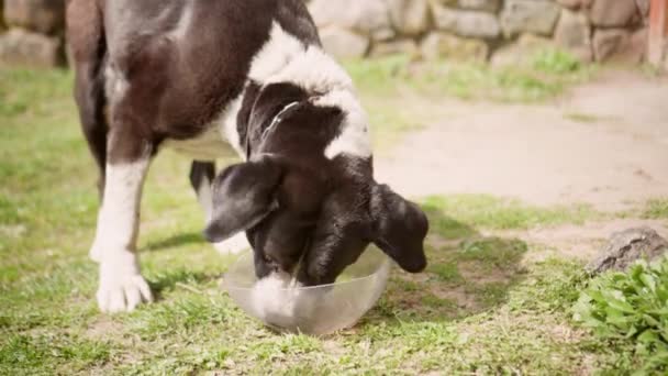 背景にボウルの外に空腹の犬を閉じます — ストック動画