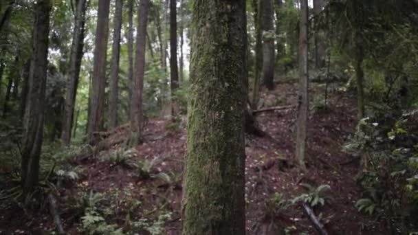 Moosbewachsener Baumstamm Auf Hintergrund — Stockvideo