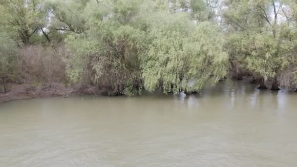 ドナウ川の自然保護区デルタ 川沿いにクルーズ船が泳いでいます ルーマニアだ 春の高水 美しい海岸線だ 豊かな植生 — ストック動画