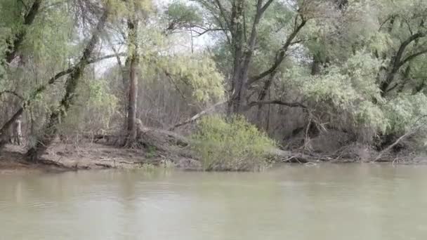 多瑙河的自然保护区三角洲 一艘游轮沿河游动 罗马尼亚 春天的高水 美丽的海岸 丰富的植被 — 图库视频影像