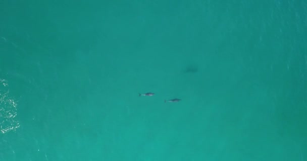 Дельфины Плавают Играют Побережья Австралии Вид Воздуха — стоковое видео