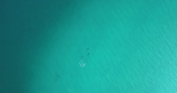 Дельфины Плавают Играют Побережья Австралии Вид Воздуха — стоковое видео