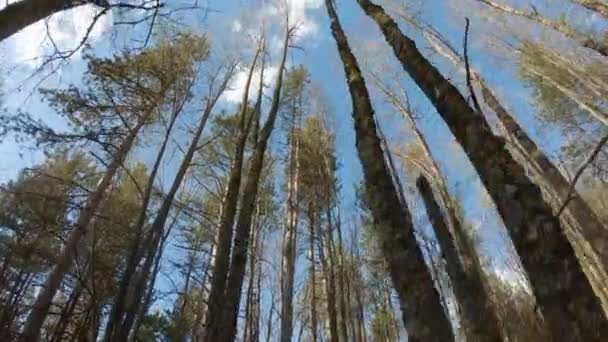 Wandelen Tussen Bomen Het Bos Herfst Uitzicht Vanaf Bodem — Stockvideo