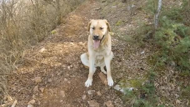 Καφέ Μεγάλο Σκυλί Κάθεται Ένα Ορεινό Δρόμο Στο Δάσος — Αρχείο Βίντεο