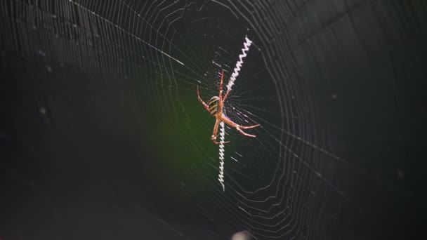Andrew Cross Spider Argiope Kerserlingi Siedzi Centralnie Swojej Sieci Jedząc — Wideo stockowe