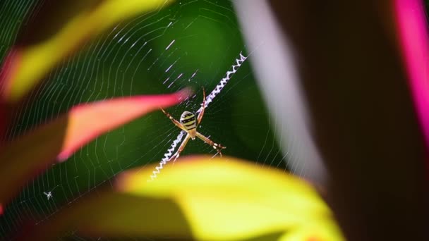 Andrew Cross Spider Argiope Kerserlingi Sentado Centralmente Sua Teia Comendo — Vídeo de Stock
